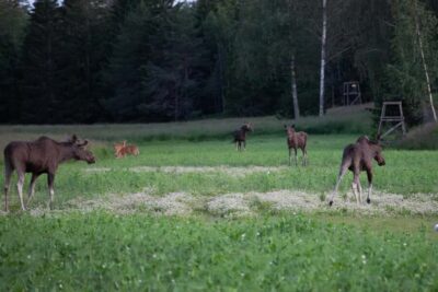 Wildlife safari with campfire dinner from Helsinki