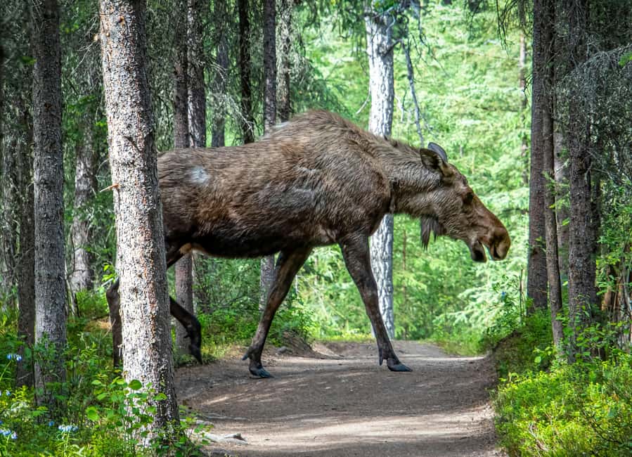 Wildlife safari with campfire dinner from Helsinki - Searching for moose after sunset begins