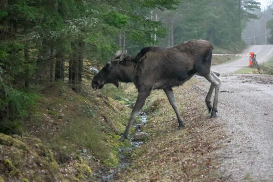 Wildlife safari with campfire dinner from Helsinki - What the three-hour viewing period feels like