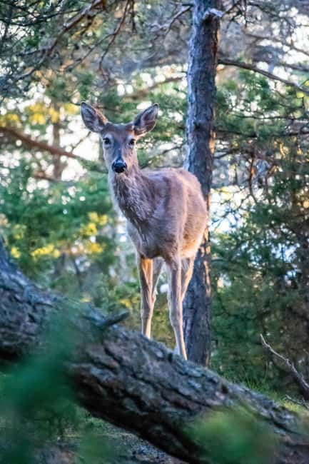 Wildlife safari with campfire dinner from Helsinki - Value for a short Finnish nature experience