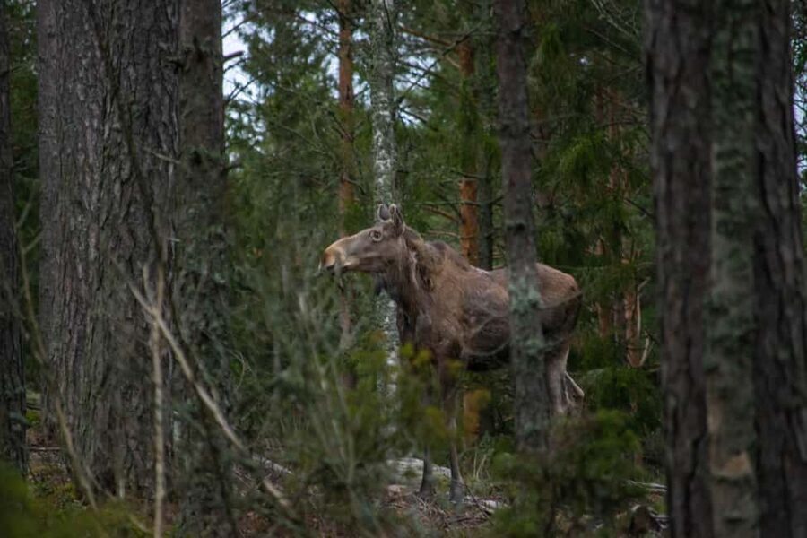 Wildlife safari with campfire dinner from Helsinki - Who will enjoy this outing most