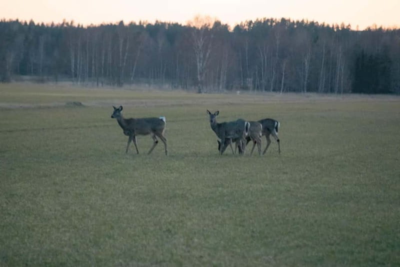 Wildlife safari with campfire dinner from Helsinki - Booking details that matter