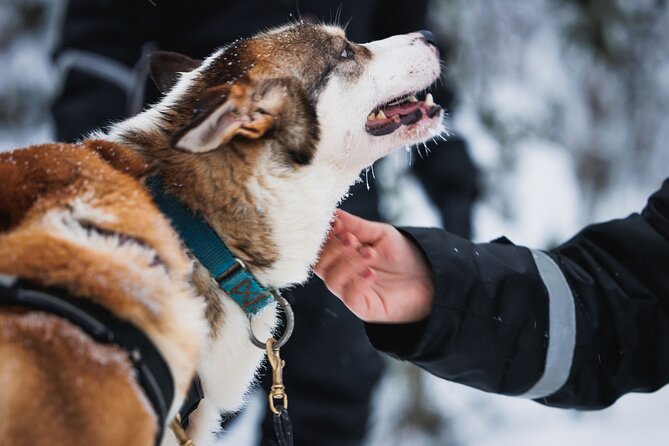 Winter highlights: Snowmobile, Arctic Animals And Santa<code>s Village – A full Arctic day from Rovaniemi’ /></p>
<p><p>This is a seven-hour outing built for people who want the main winter experiences in one day. Pickup and return are provided from the city center of Rovaniemi, and the scheduled start is 9:00 a.m.</p>
</p>
<p><p>That early start matters. You have time for the farm visits, snowmobile route, lunch, and Santa Claus Village without turning the day into a rushed photo stop. The group can contain up to 40 people, so this is a shared excursion rather than a private wilderness ride.</p>
</p>
<p><p>I see the value in that format for a first visit to Rovaniemi. You do not need to figure out separate transport to a reindeer farm, a husky activity, and Santa Claus Village. You also do not need to pack snow trousers, boots, gloves, or a helmet.</p>
</p>
<p><p>The tradeoff is that a packed day leaves less room for lingering. The snowmobile ride lasts one hour, and each animal ride covers 500 meters. Those lengths are enough for an introduction, but not for a full-day sledding or driving expedition.</p>
</p>
<div class="twil" style="margin: 20px 0; padding: 15px 0;"><p>More Snowmobile Safaris in Rovaniemi</p><ul style="margin: 10px 0; padding-left: 0; list-style: none;"><li style="margin: 0 0 12px 0; padding: 0 0 12px 0; border-bottom: 1px solid #E0E6EF; line-height: 1.4;"><a href="https://finlandvisits.com/rovaniemi-2-hour-snowmobiling-experience/">Rovaniemi: 2-Hour Snowmobiling Experience</a><br><span style="font-size: 0.82em; color: #555;"><span style="color: #1F4B8A;">★</span> 4.6 &nbsp;&middot;&nbsp; 1,211 reviews</span></li><li style="margin: 0 0 12px 0; padding: 0 0 12px 0; border-bottom: 1px solid #E0E6EF; line-height: 1.4;"><a href="https://finlandvisits.com/rovaniemi-aurora-borealis-snowmobile-safari-with-campfire/">Rovaniemi: Aurora Borealis Snowmobile Safari with Campfire</a><br><span style="font-size: 0.82em; color: #555;"><span style="color: #1F4B8A;">★</span> 4.3 &nbsp;&middot;&nbsp; 1,108 reviews</span></li><li style="margin: 0; padding: 0; border-bottom: none; line-height: 1.4;"><a href="https://finlandvisits.com/rovaniemi-snowmobile-safari-reindeer-husky-sleigh-ride/">Rovaniemi: Snowmobile Safari, Reindeer & Husky Sleigh Ride</a><br><span style="font-size: 0.82em; color: #555;"><span style="color: #1F4B8A;">★</span> 4.4 &nbsp;&middot;&nbsp; 940 reviews</span></li></ul></div><h2>Getting dressed for the cold</h2>
<p><img width="667" height="446" decoding="async" src=